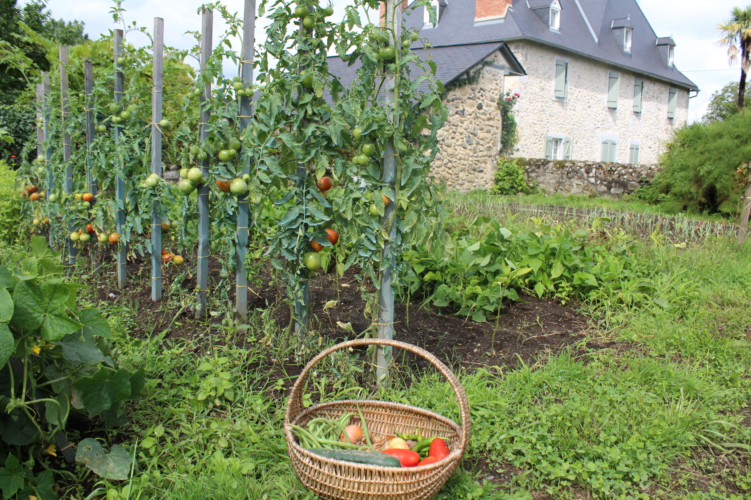 cueillette au jardin